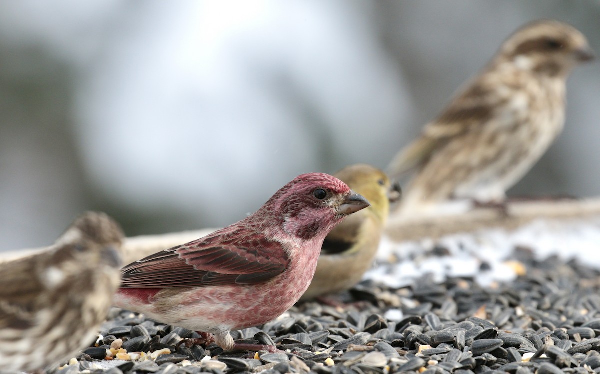 Purple Finch - David and Regan Goodyear