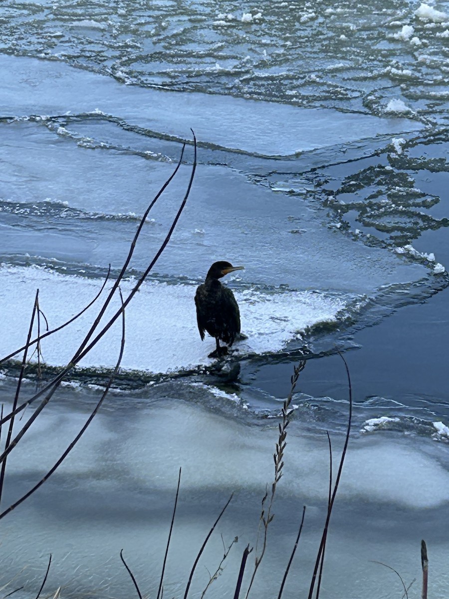 Double-crested Cormorant - ML613728396