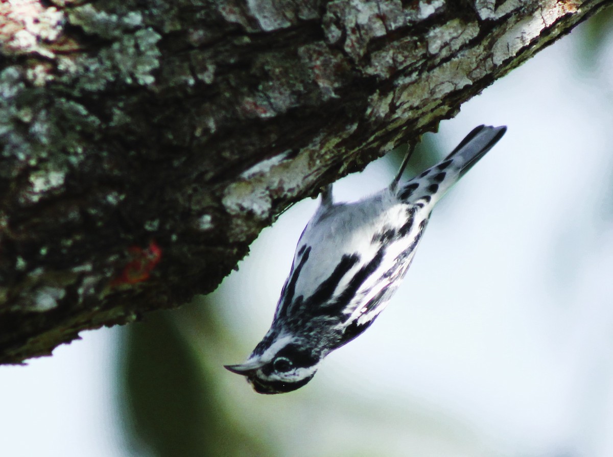 Black-and-white Warbler - ML613728446