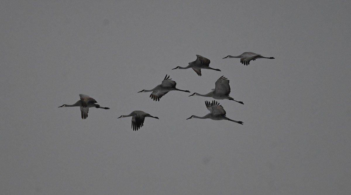 Sandhill Crane - ML613728554