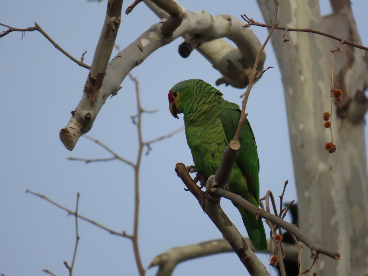 Red-lored Parrot - ML613728653
