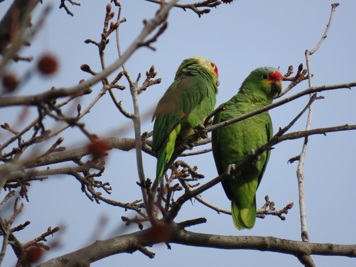 Red-lored Parrot - ML613728659