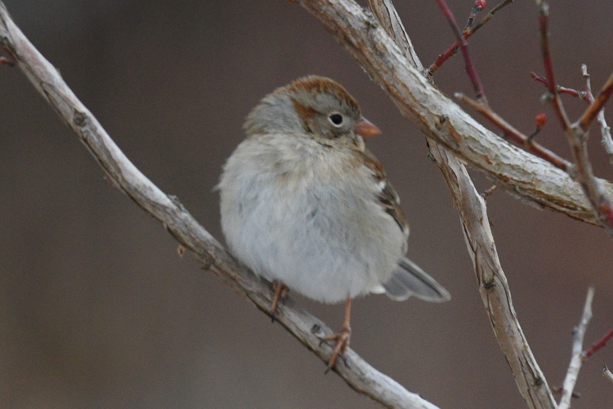 Field Sparrow - ML613728721