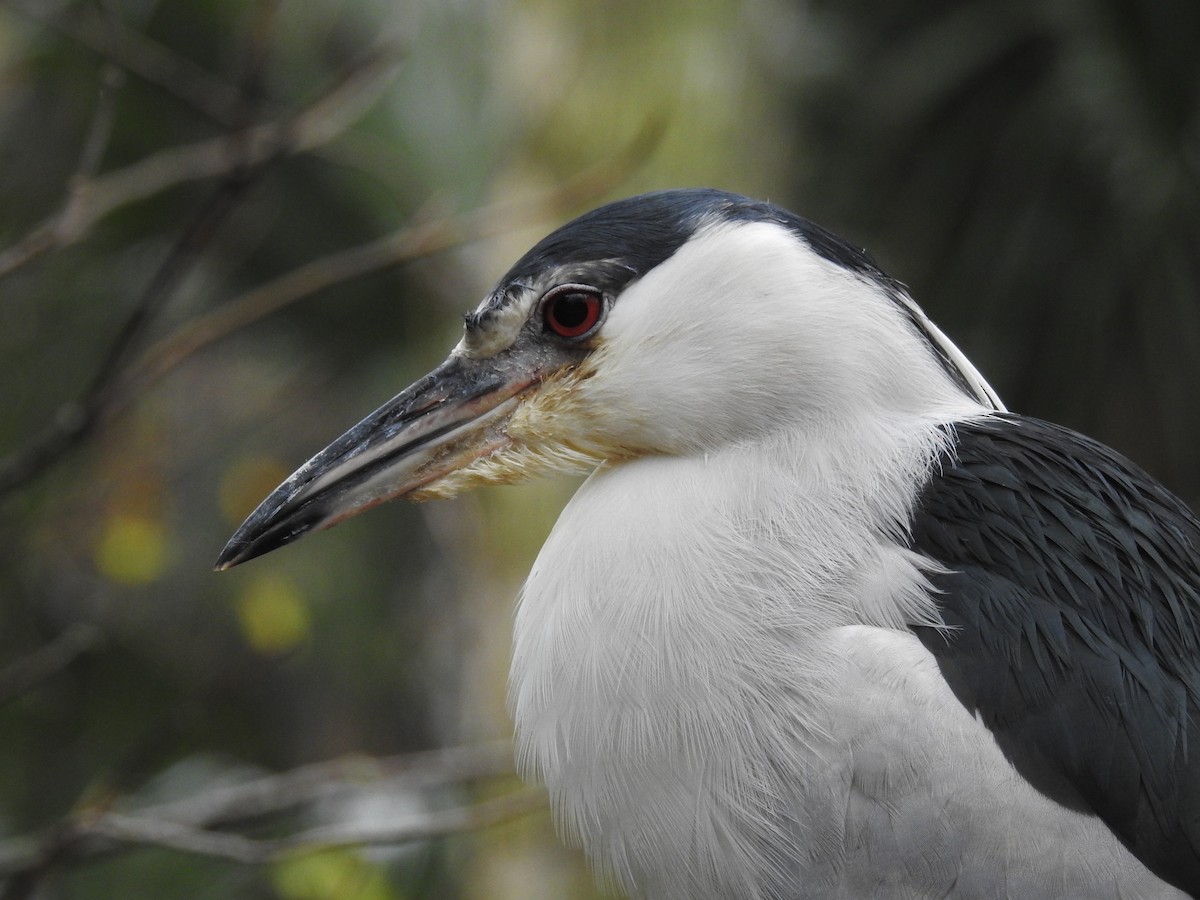 Black-crowned Night Heron - ML613728813