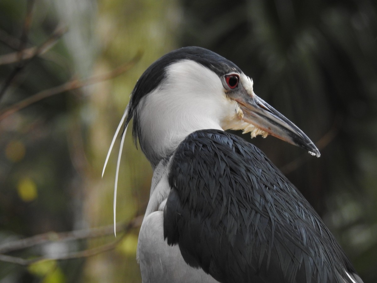 Black-crowned Night Heron - ML613728814