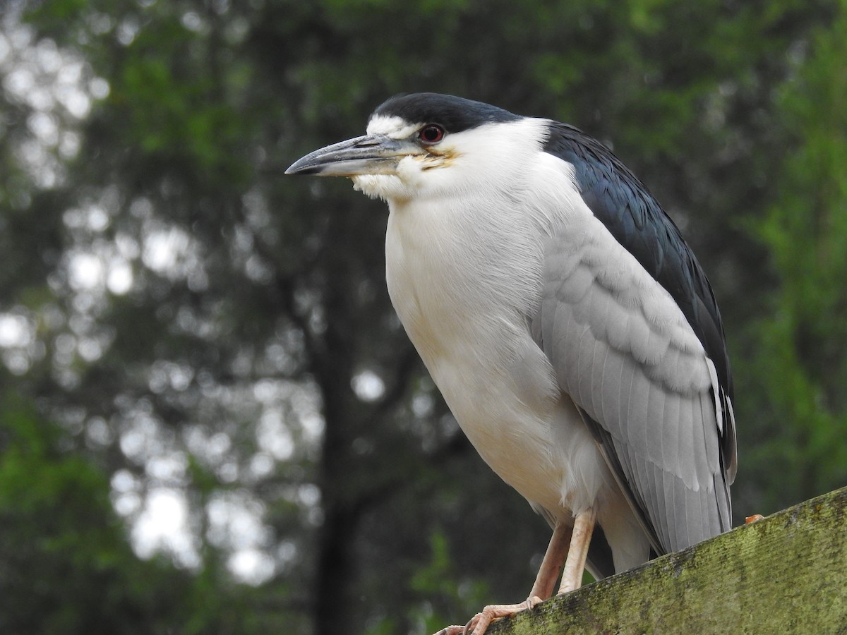 Black-crowned Night Heron - ML613728816