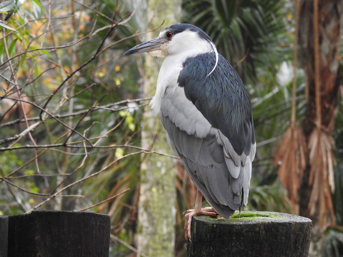 Black-crowned Night Heron - ML613728817