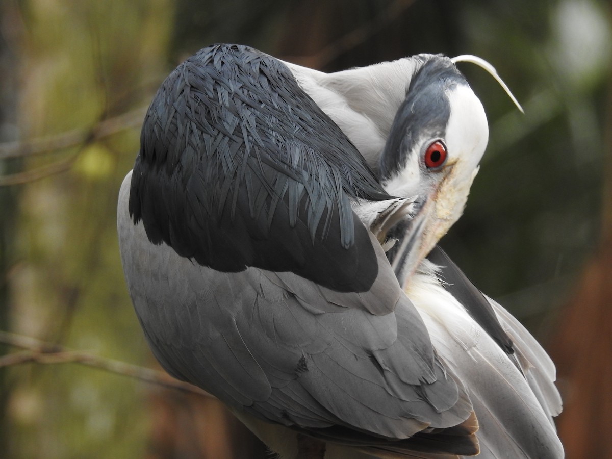 Black-crowned Night Heron - Alex Trifunovic