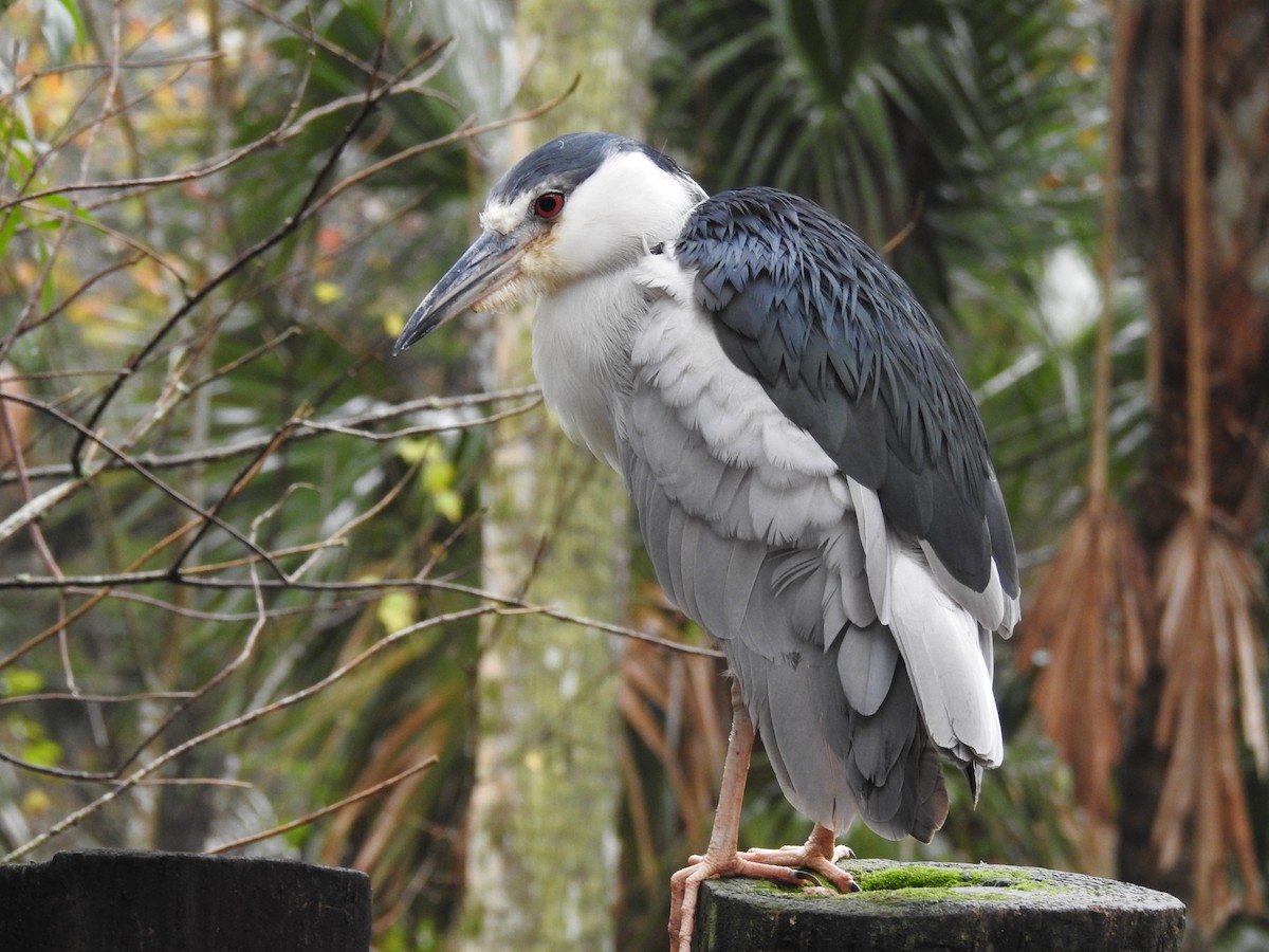 Black-crowned Night Heron - ML613728819