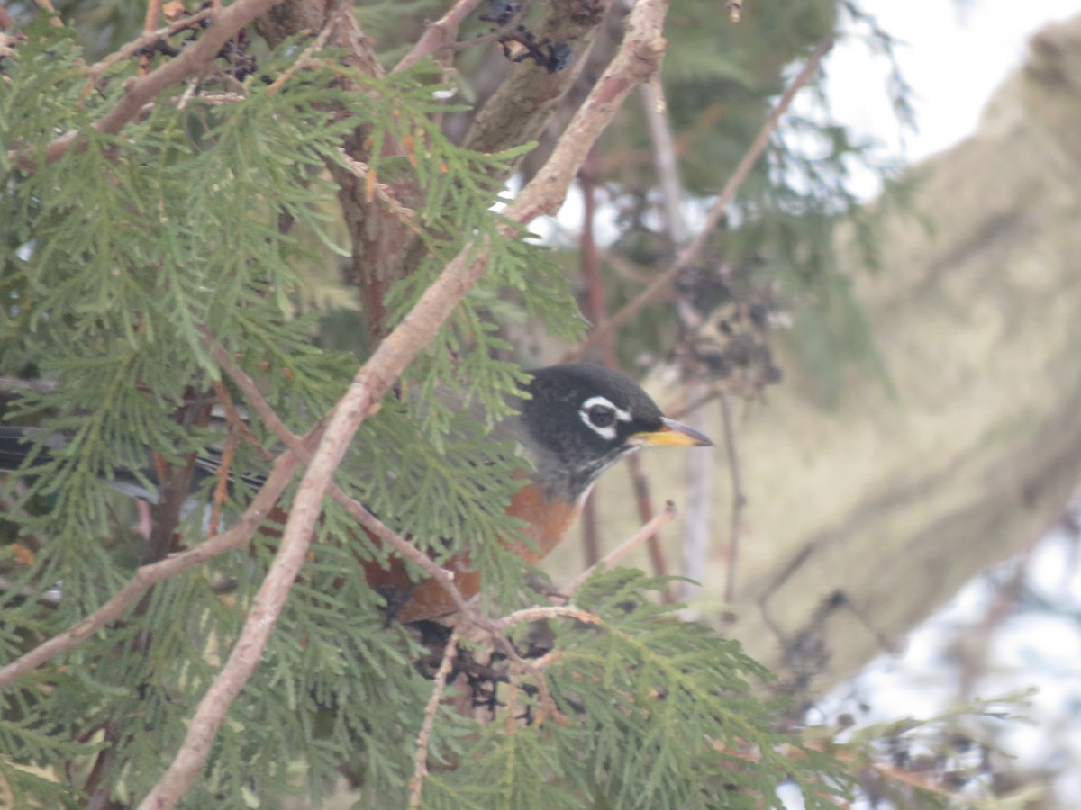 American Robin - Tyler L. Hoar