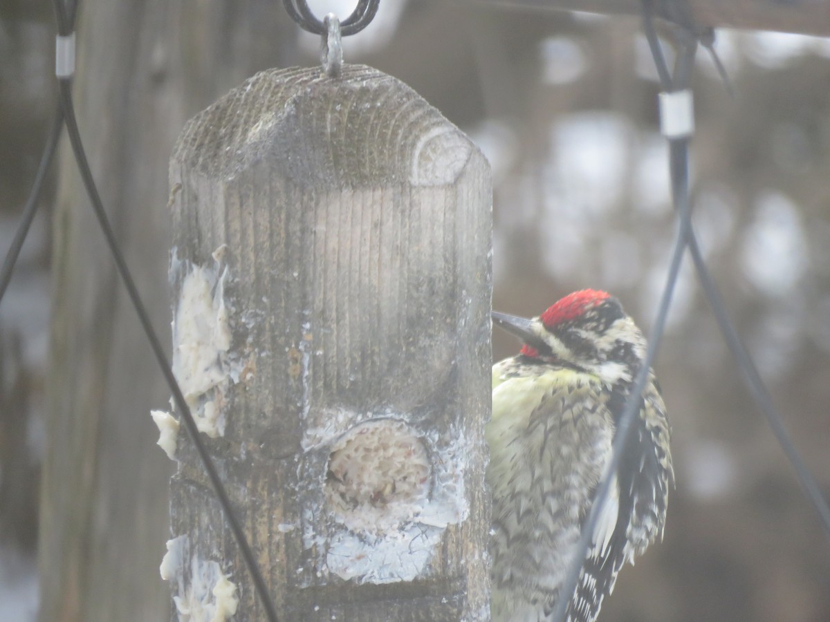 Yellow-bellied Sapsucker - ML613728930