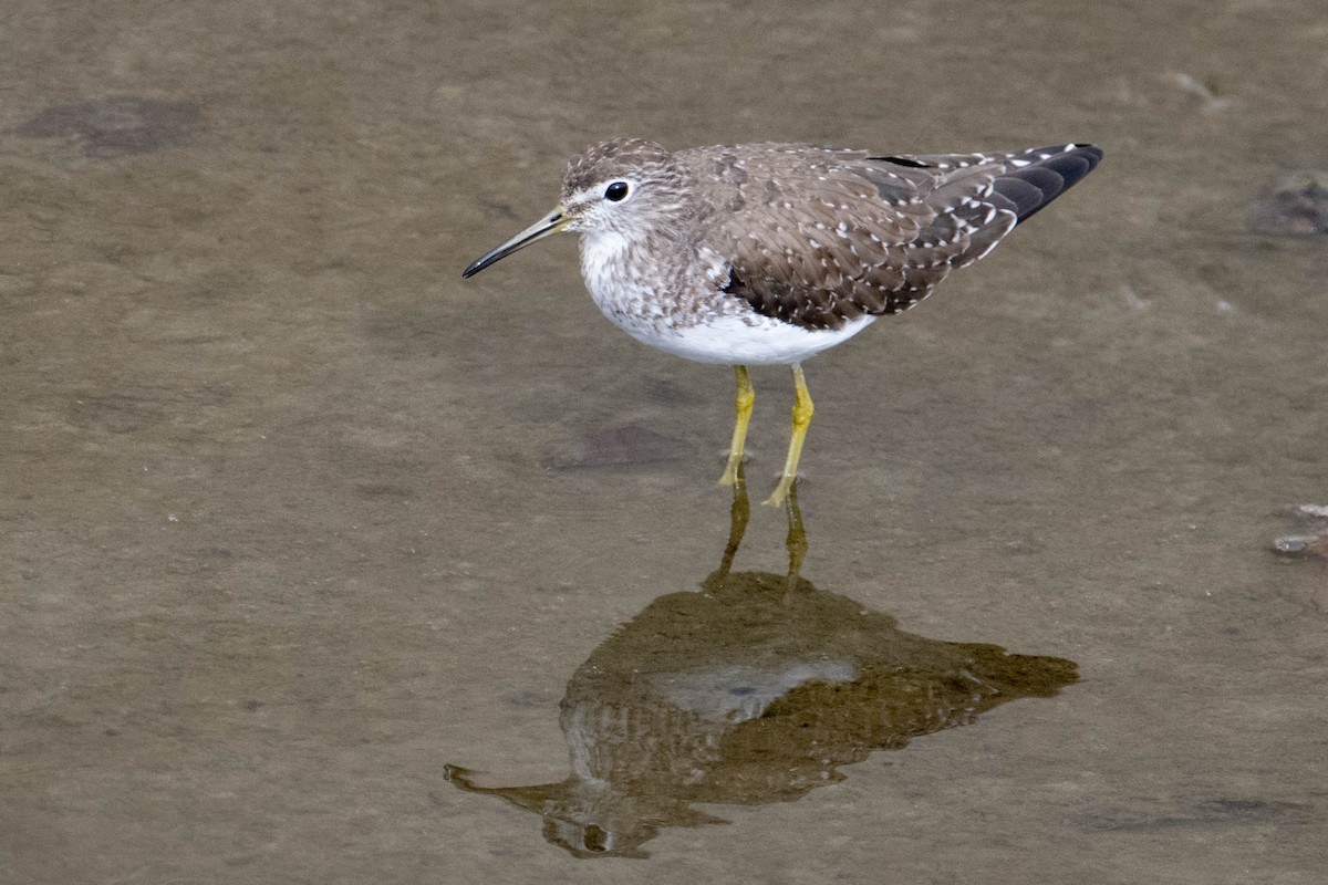 Solitary Sandpiper - ML613728944