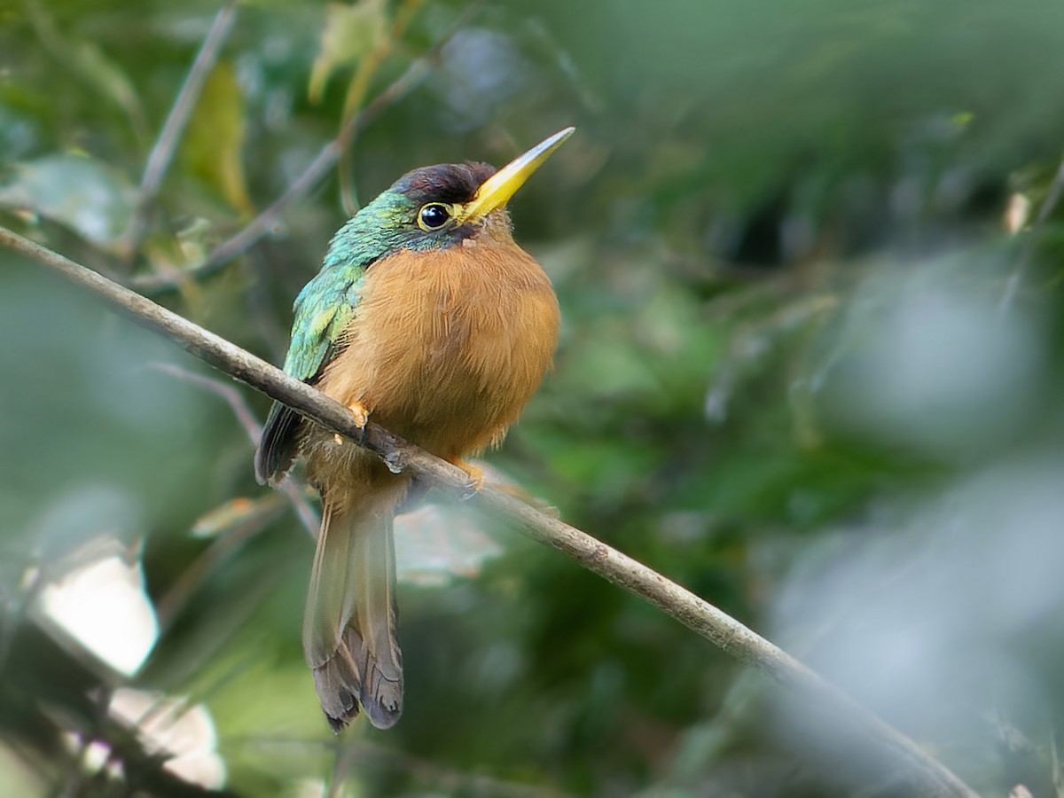 Yellow-billed Jacamar (Yellow-billed) - ML613728956