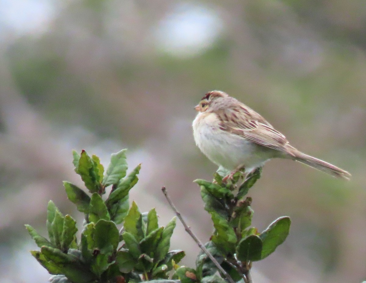 Clay-colored Sparrow - ML613729007