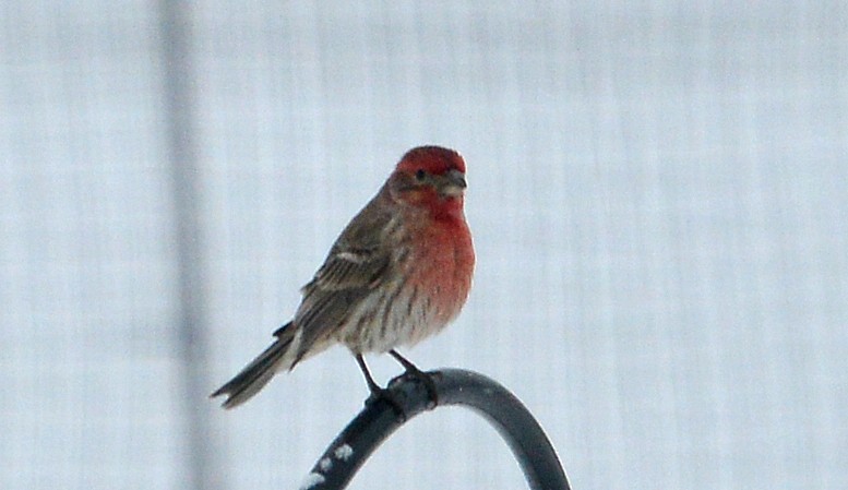 House Finch - Bill Telfair