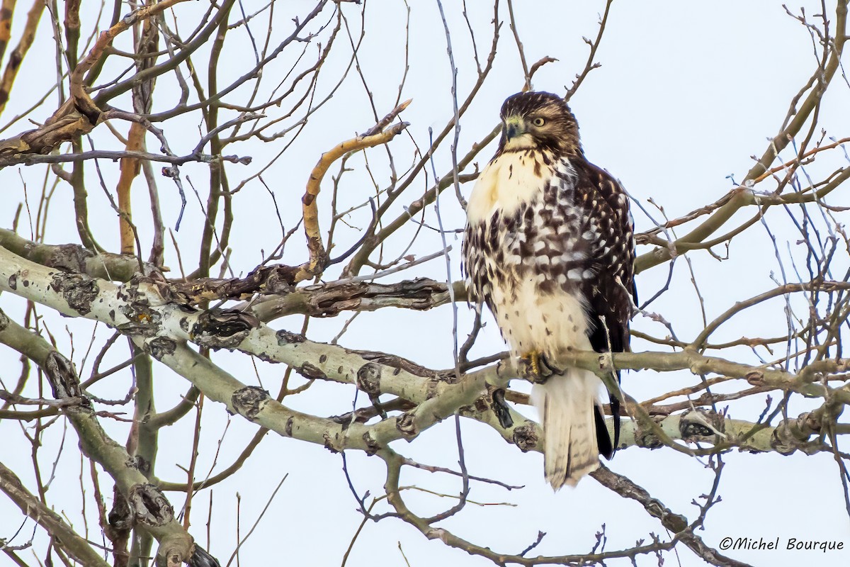 Red-tailed Hawk - ML613729201