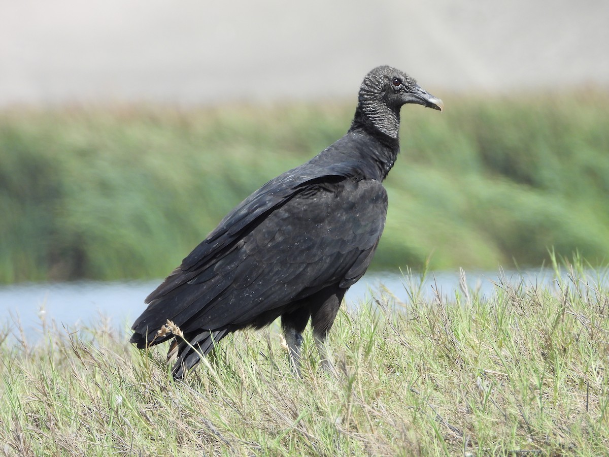 Black Vulture - Kevin Jiménez Gonzáles