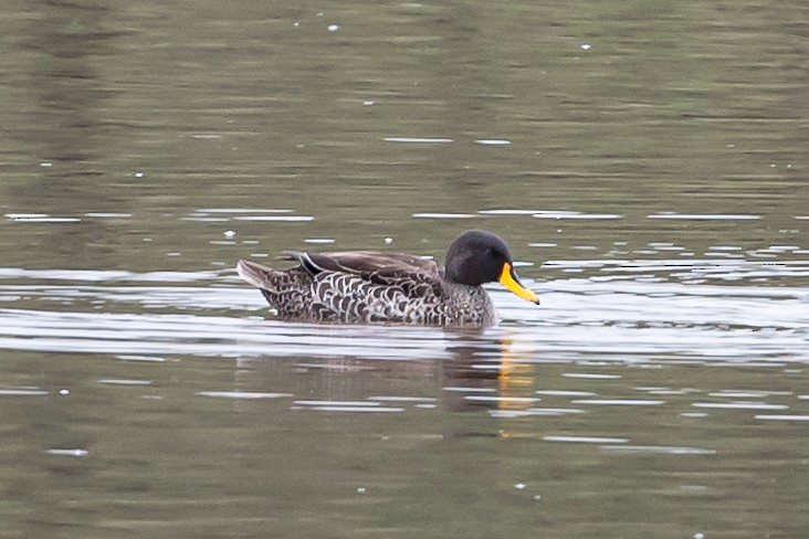 Canard à bec jaune - ML613729511