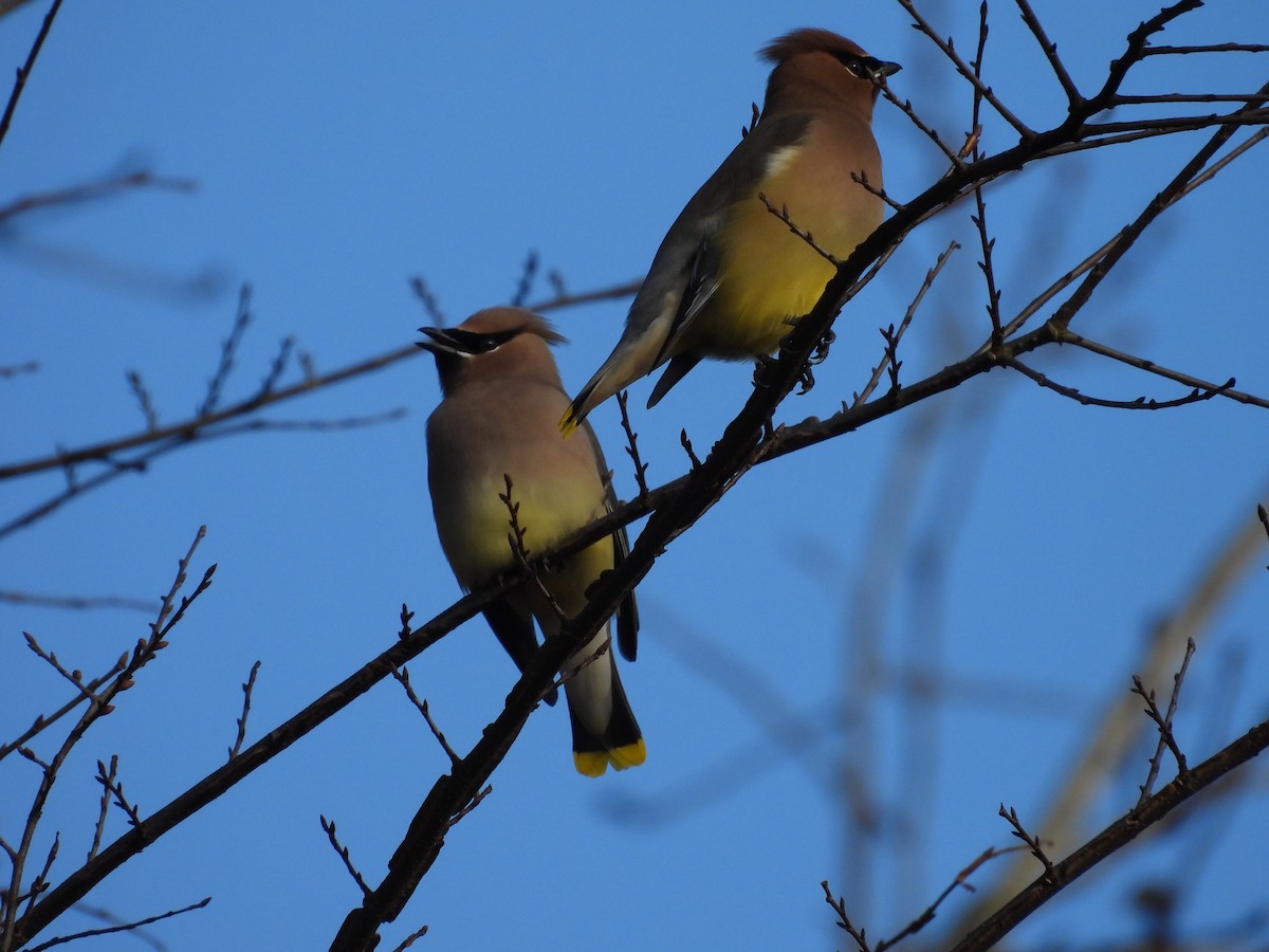 Cedar Waxwing - ML613729731