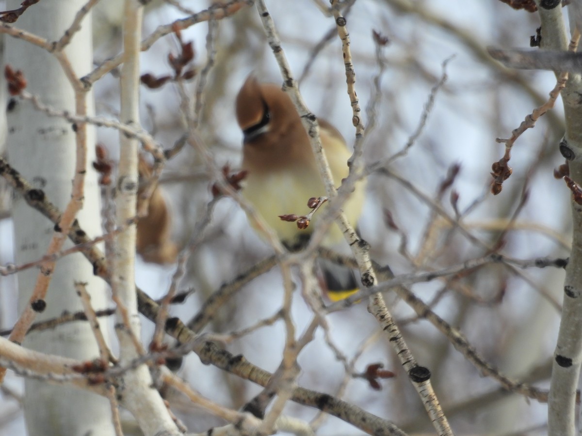 Cedar Waxwing - ML613729787