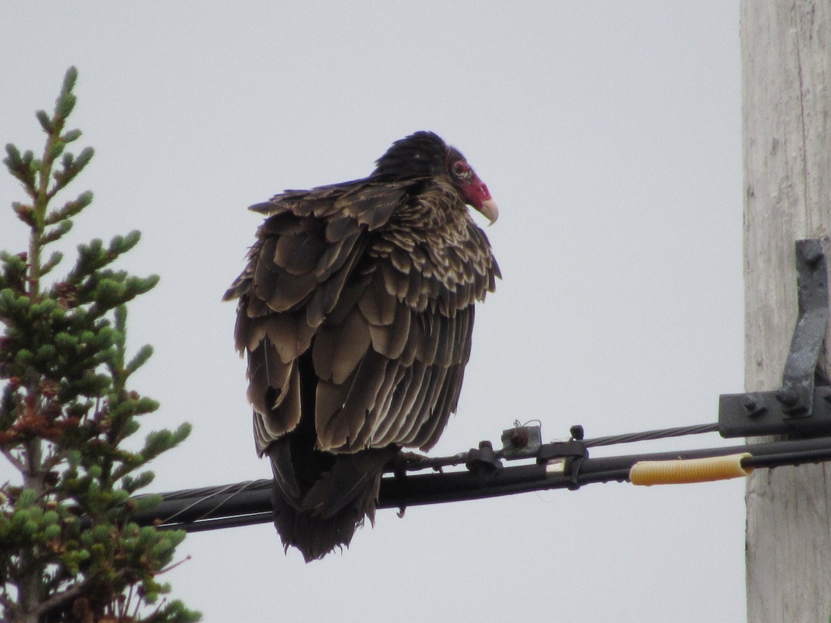 Turkey Vulture - ML613729829