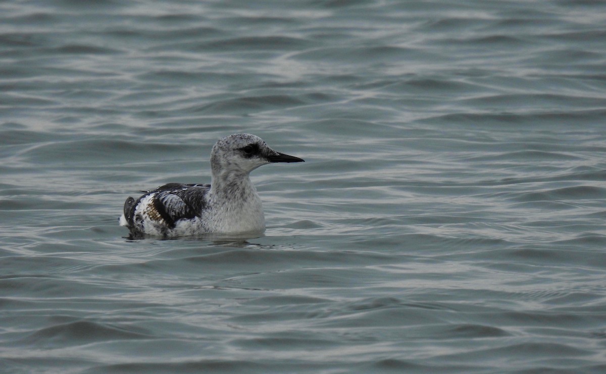 Black Guillemot - Dede Kotler