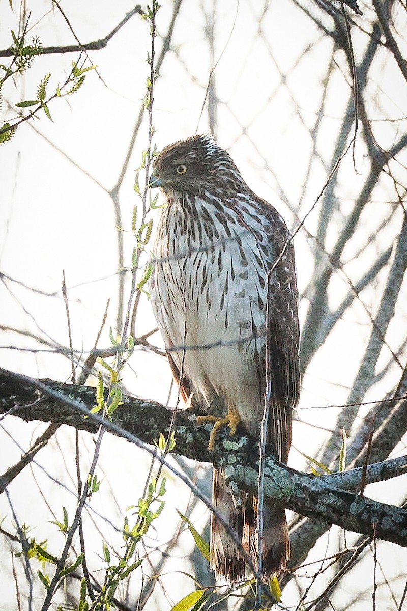 Cooper's Hawk - ML613729928