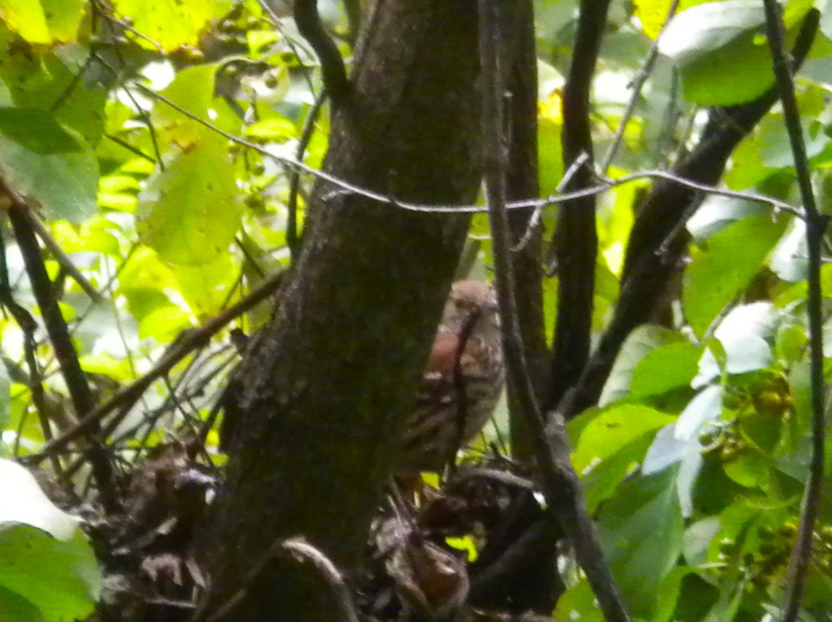 Brown Thrasher - Rick Keyser