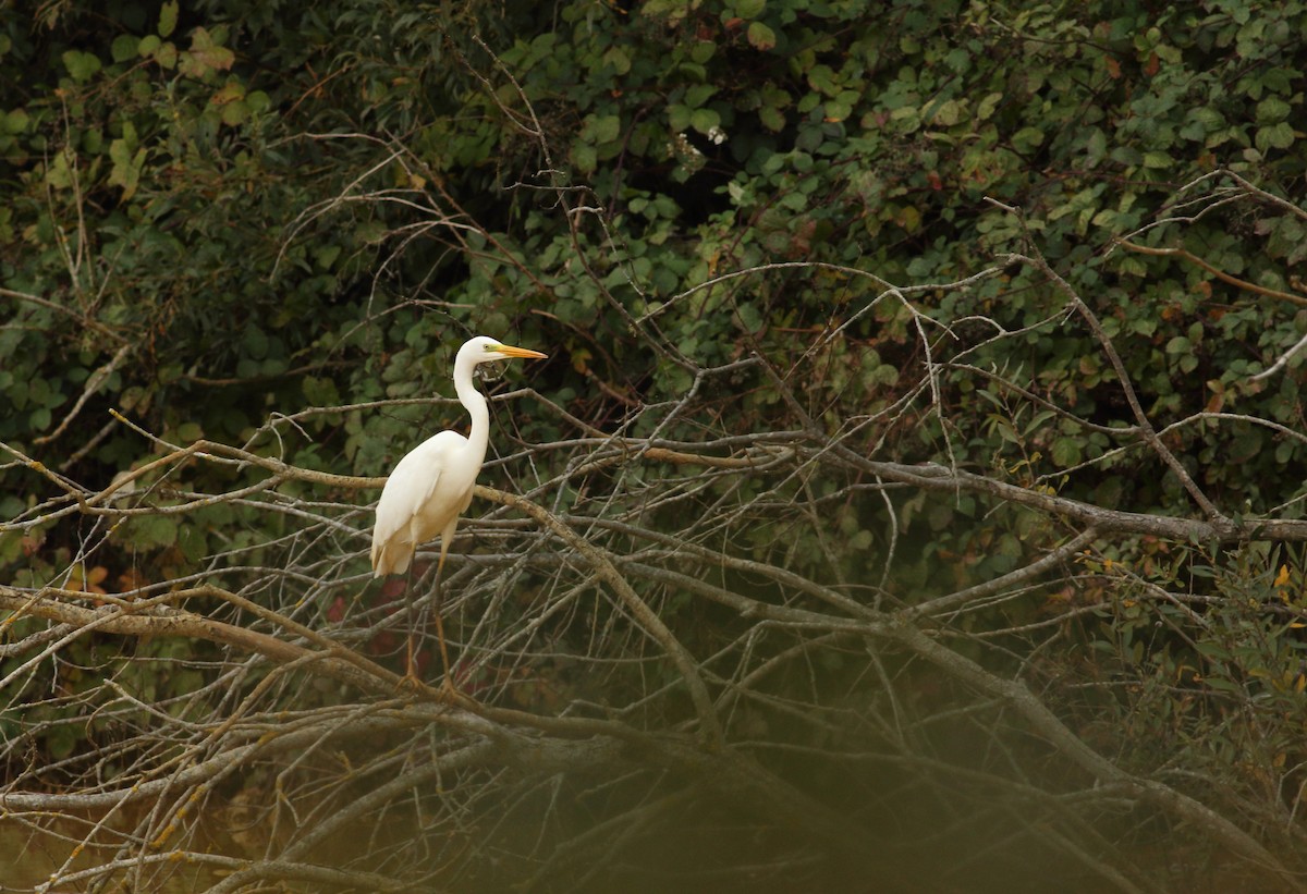 Great Egret - Andrew Steele