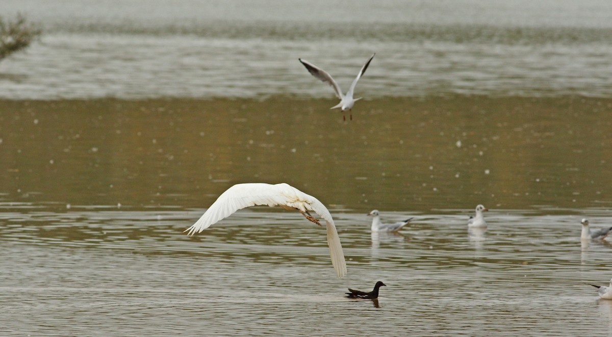 Great Egret - Andrew Steele