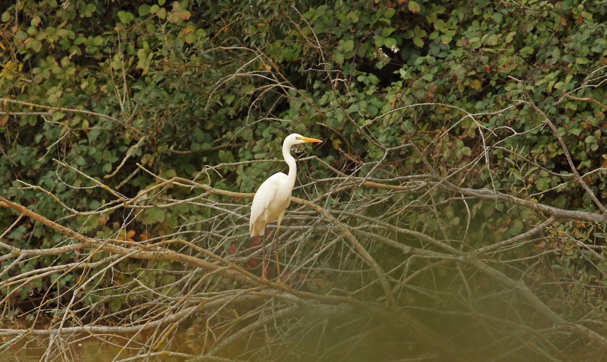 Great Egret - Andrew Steele