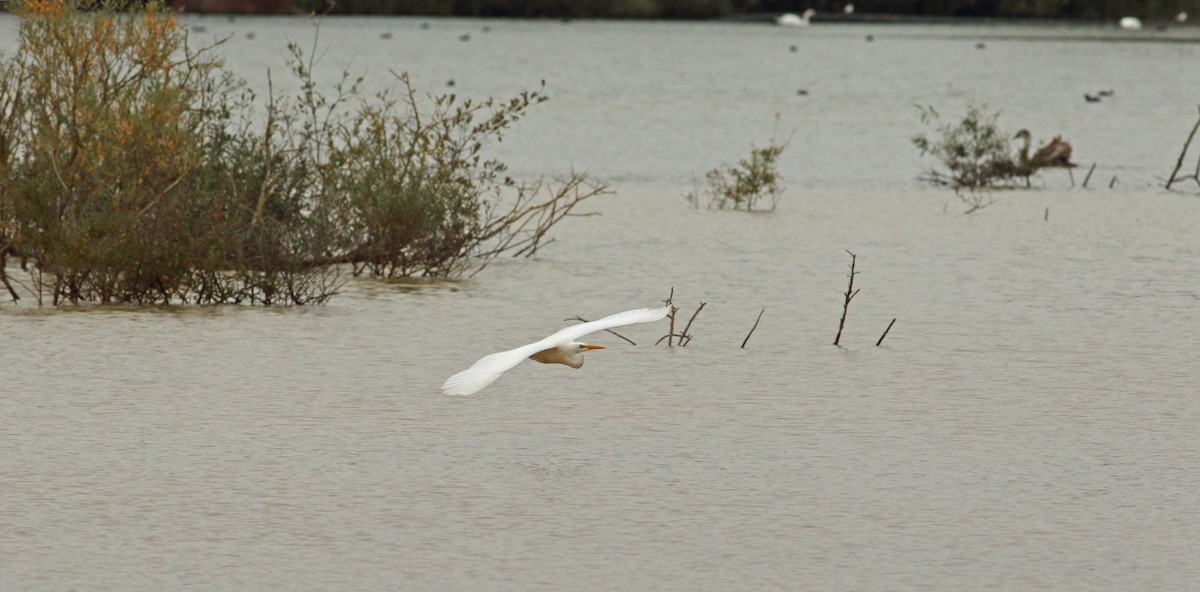 Great Egret - ML613729965