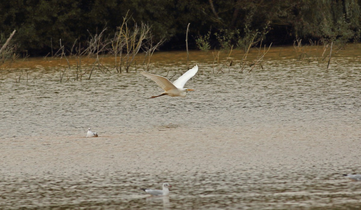 Great Egret - Andrew Steele