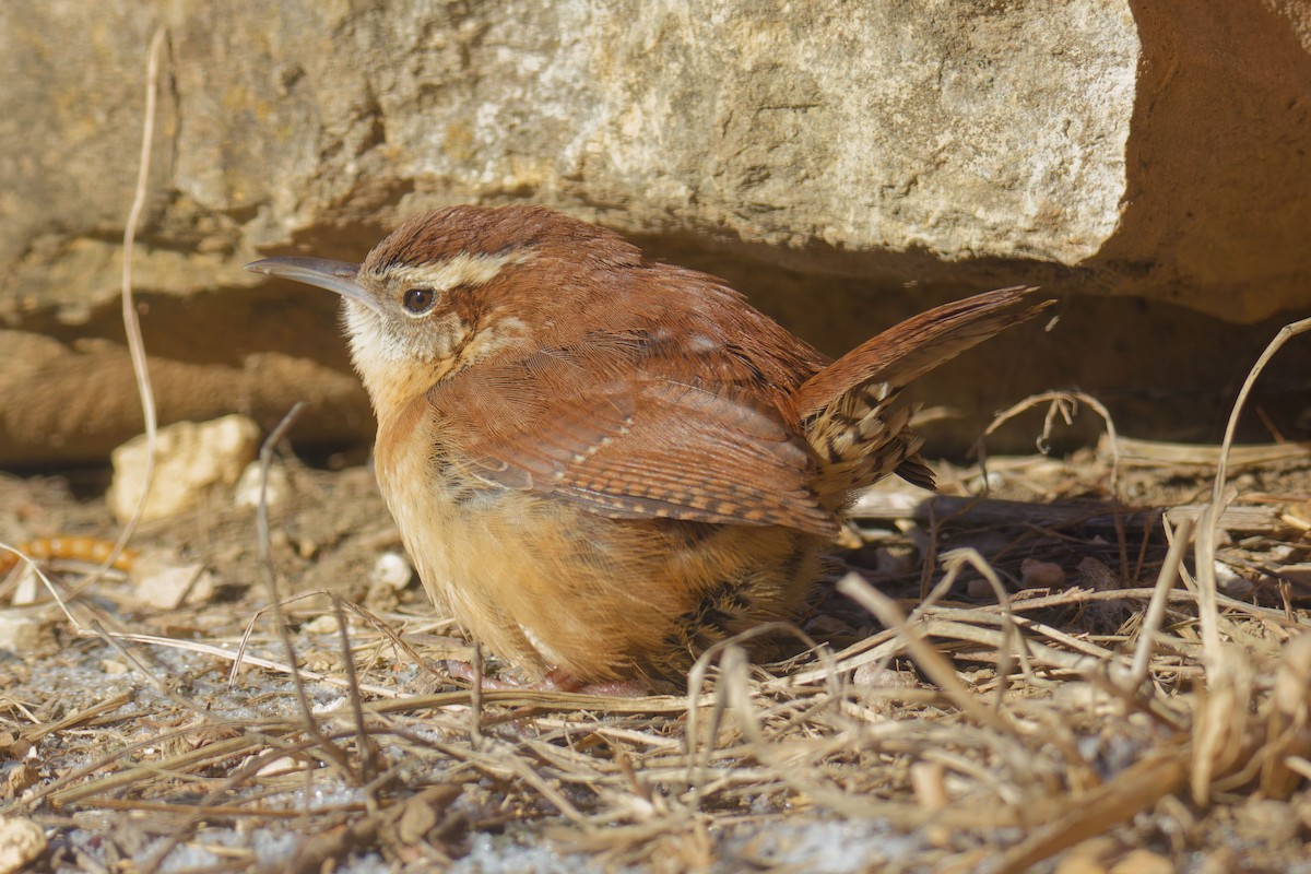 Carolina Wren - Garold Sneegas