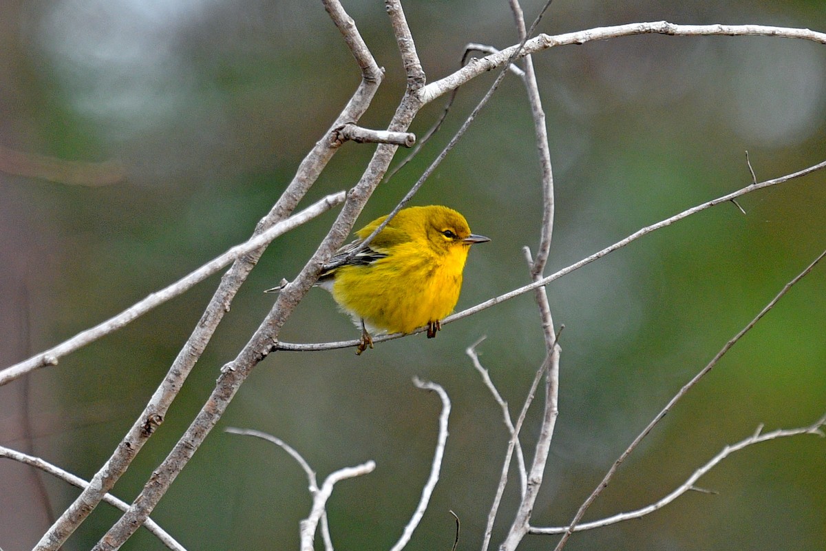 Pine Warbler - ML613730004