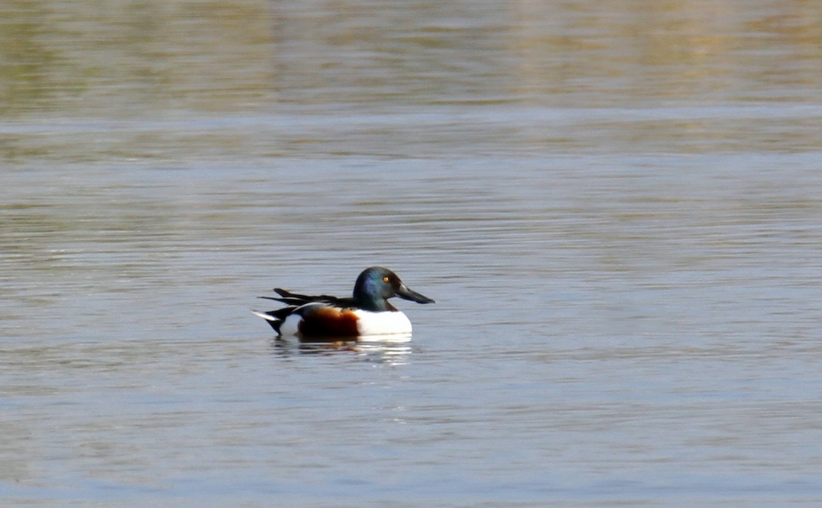 Northern Shoveler - ML613730150