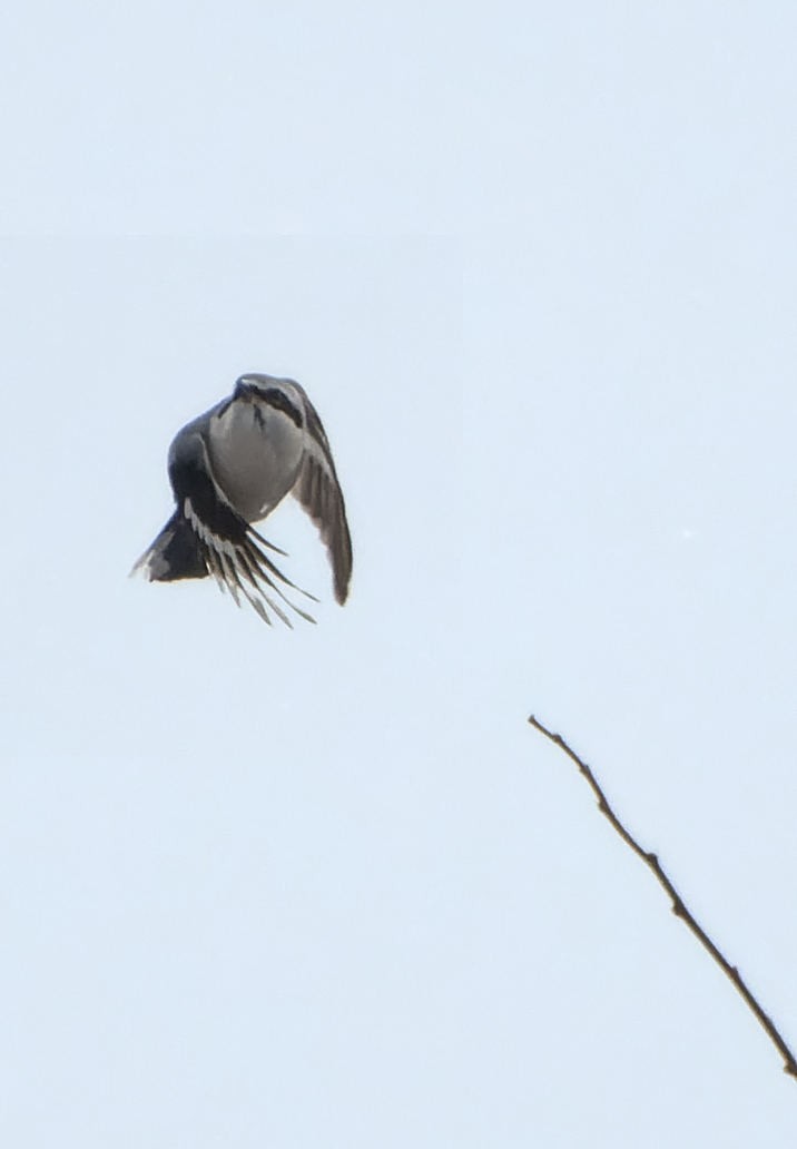 Northern Shrike - ML613730241