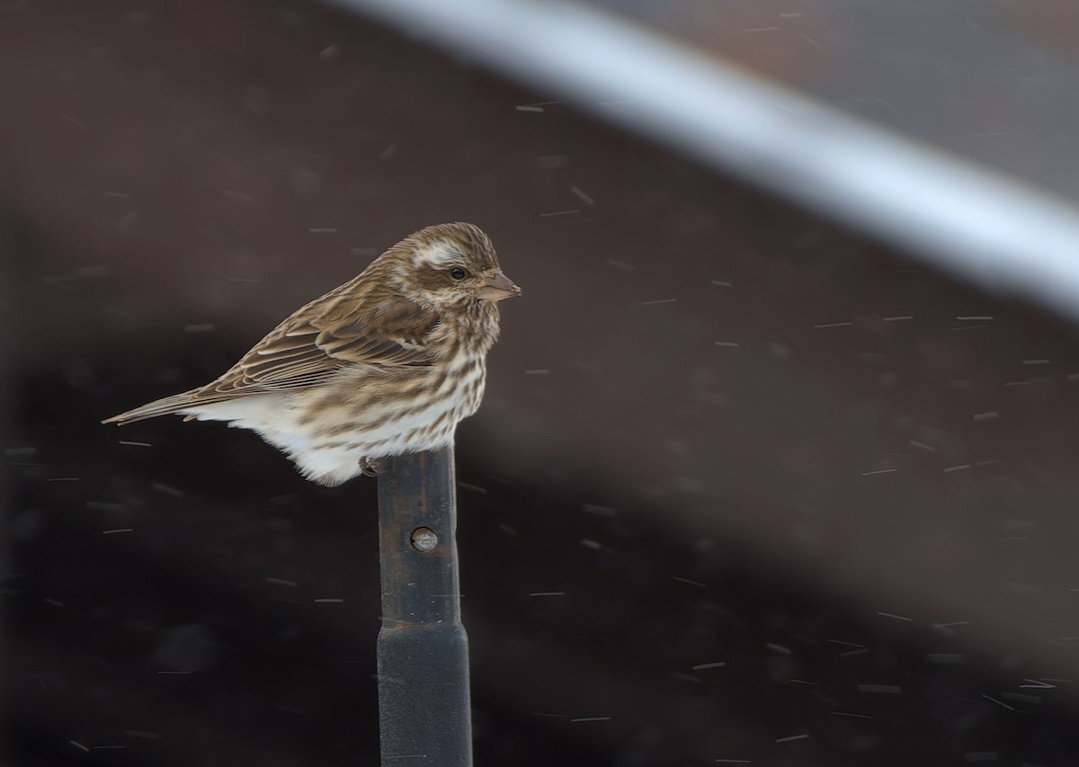 Purple Finch - ML613730297