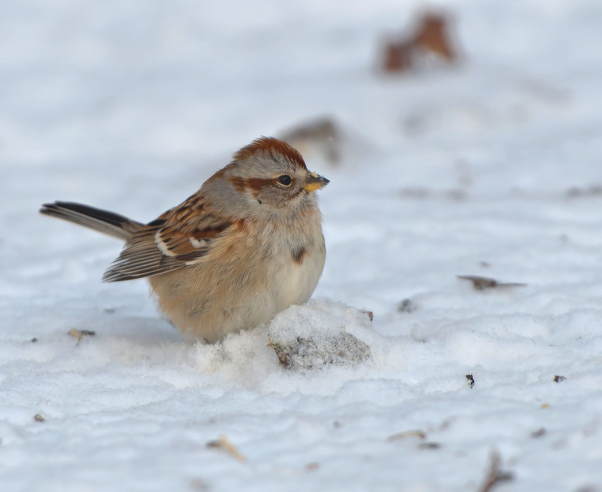 American Tree Sparrow - ML613730319