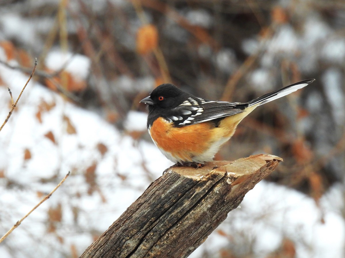 Spotted Towhee - ML613730323