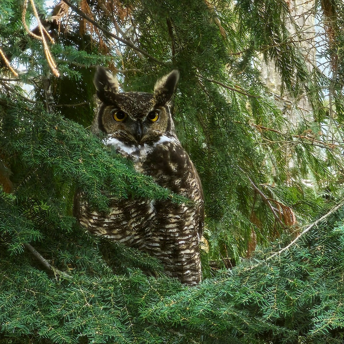 Great Horned Owl - Michael Brough