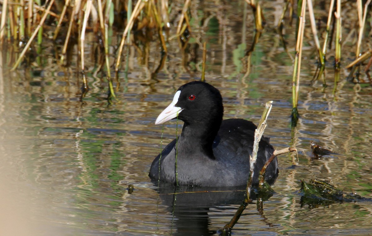 Eurasian Coot - ML613730337