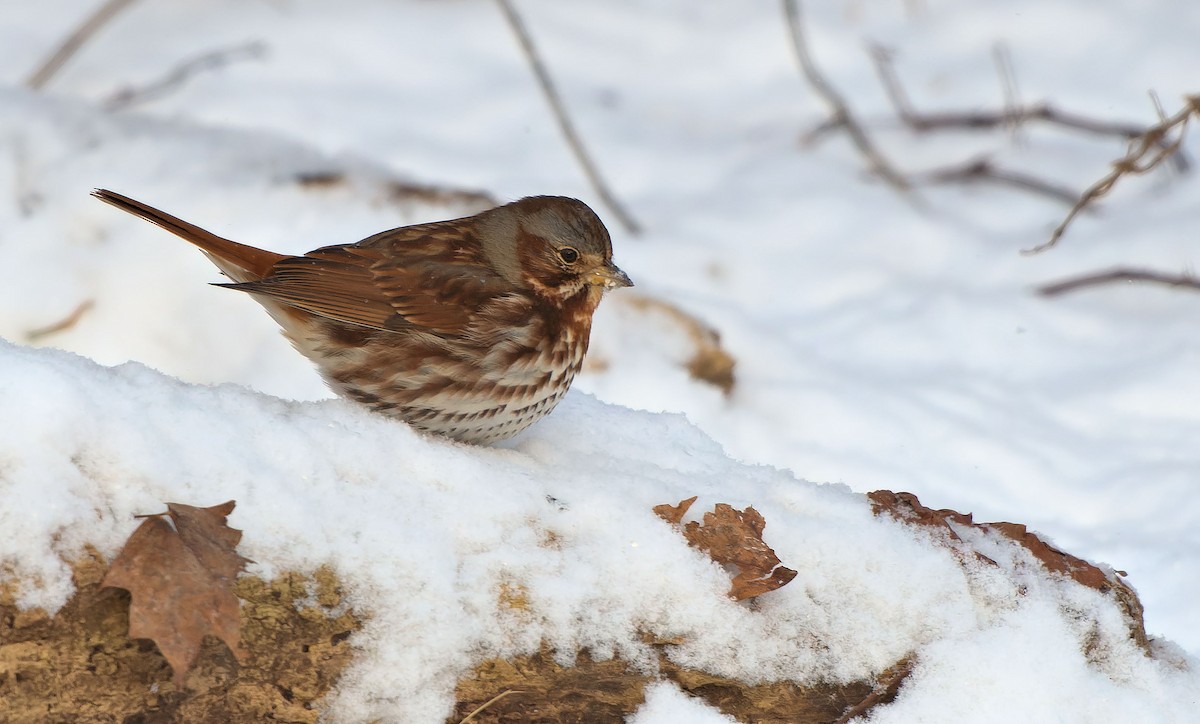 Fox Sparrow - ML613730351