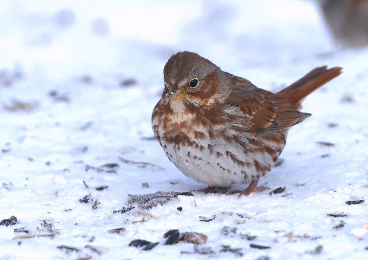 Fox Sparrow - Mark Welter