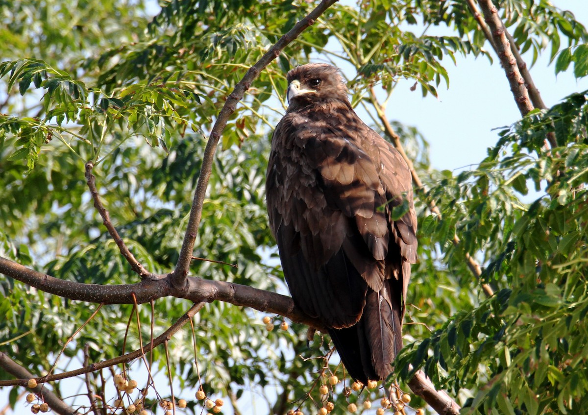 Greater Spotted Eagle - ML613730472