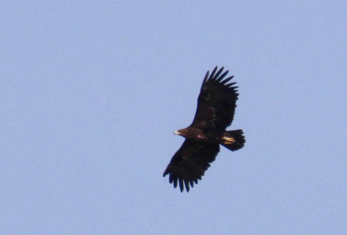 Greater Spotted Eagle - ML613730473