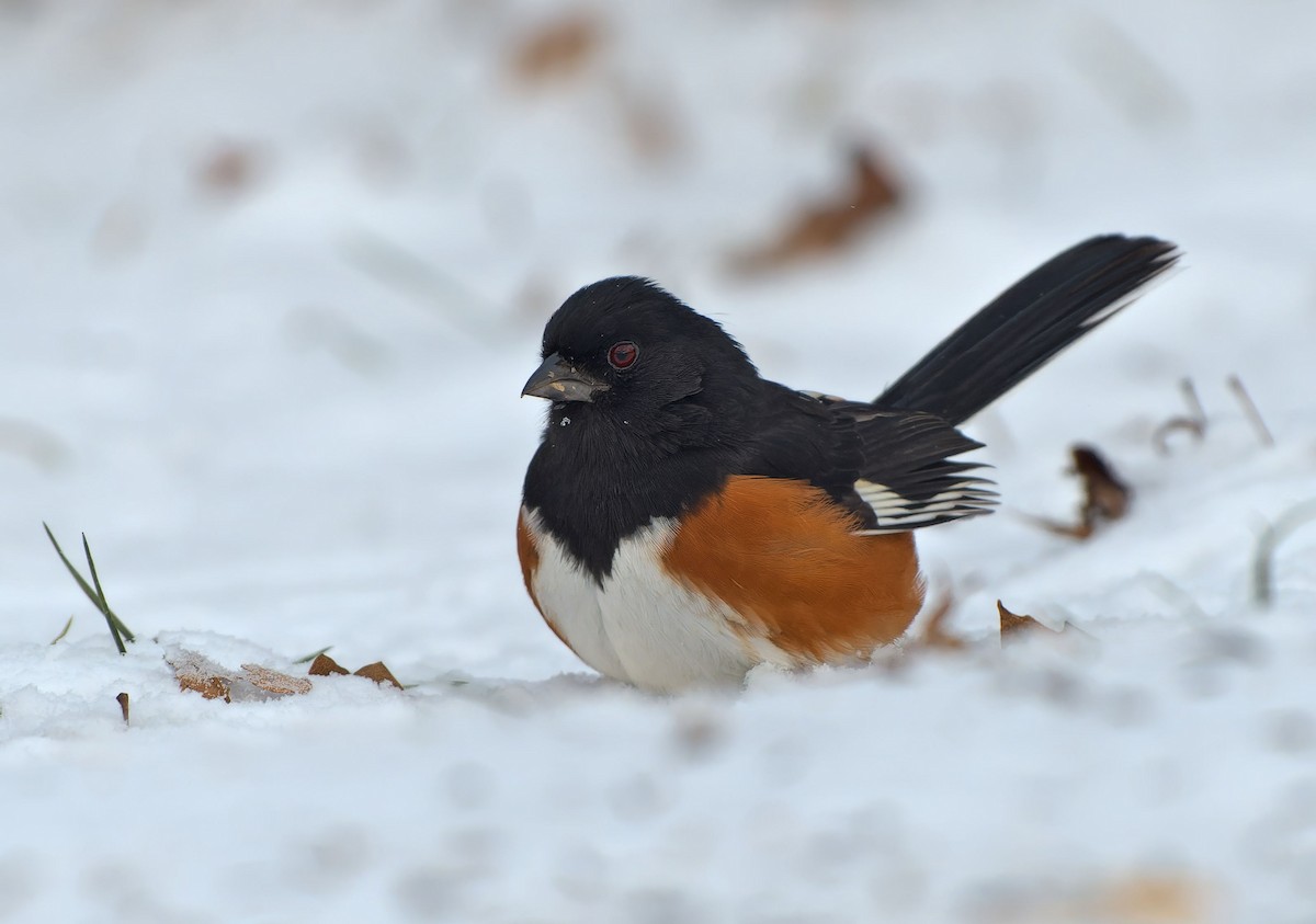 Eastern Towhee - Mark Welter