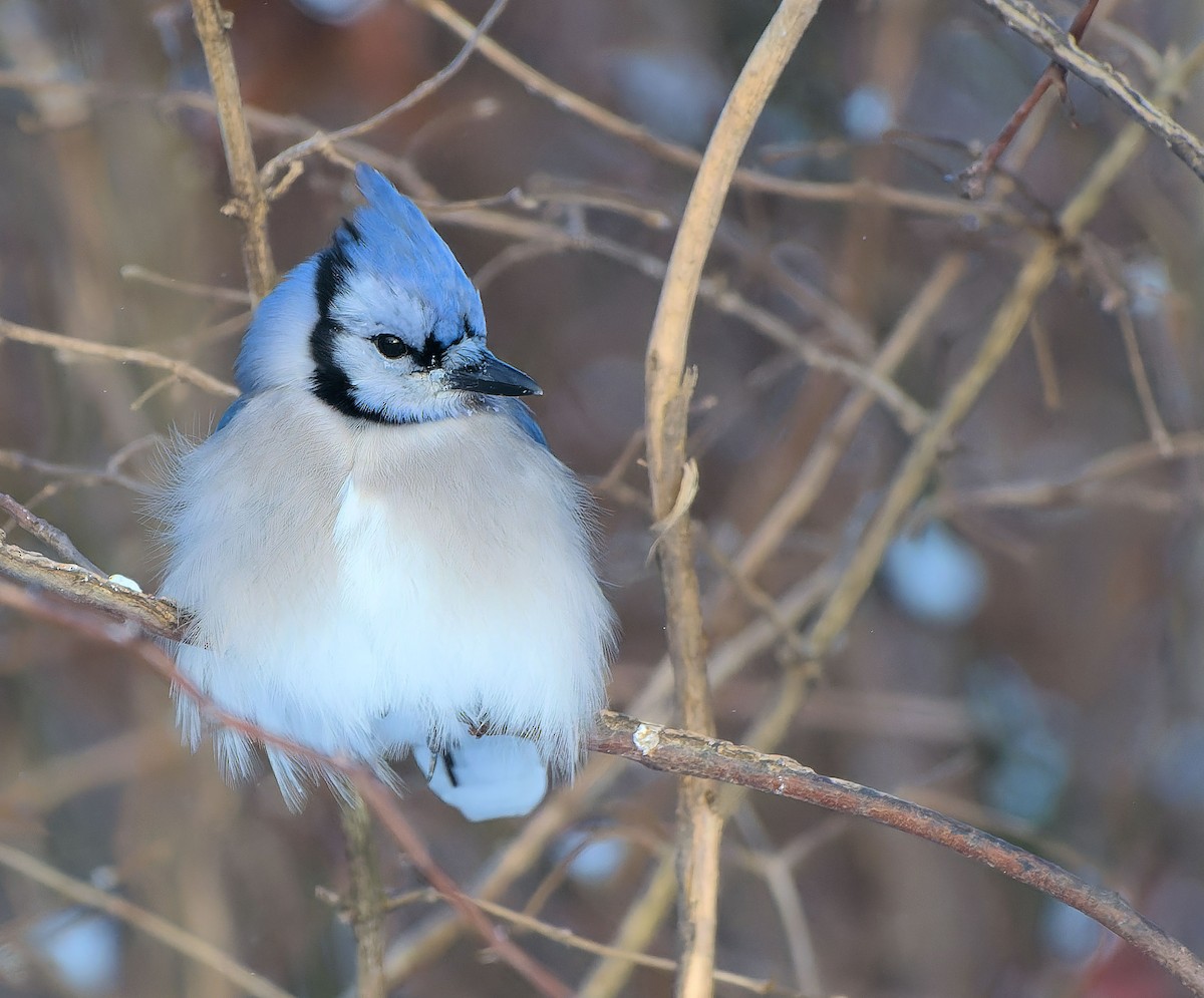 Blue Jay - ML613730512