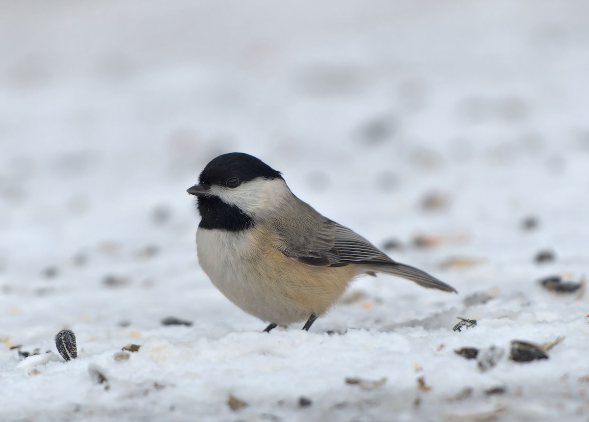 Carolina Chickadee - ML613730514