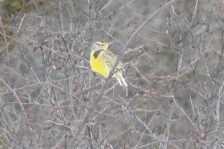 Eastern Meadowlark (Eastern) - Carol Decker